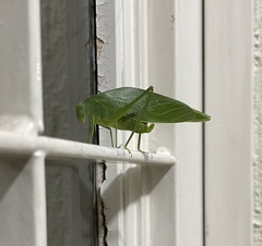 Microcentrum marginatum