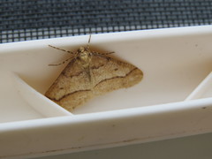 Erannis tiliaria