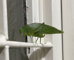 Microcentrum marginatum