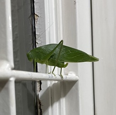 Microcentrum marginatum