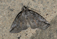 Crypsiprora orthogramma
