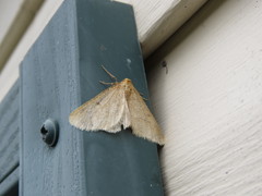 Erannis tiliaria