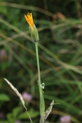 Tragopogon orientalis
