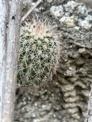Echinocereus sciurus
