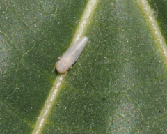 Cicadellidae