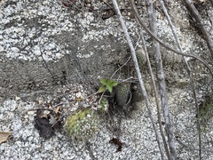 Echinocereus sciurus