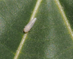 Cicadellidae