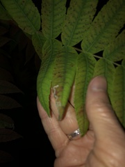 Stigmella intermedia