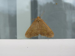 Erannis tiliaria