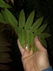Stigmella intermedia