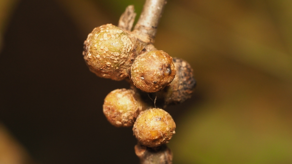 Synergus lignicola