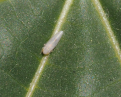 Cicadellidae
