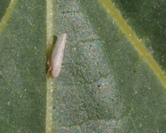 Cicadellidae