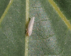 Cicadellidae
