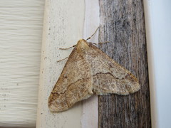 Erannis tiliaria