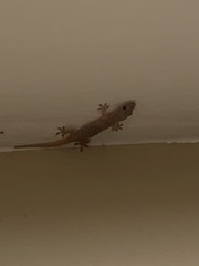 Gehyra mutilata