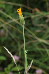 Tragopogon orientalis
