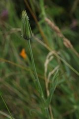 Tragopogon orientalis
