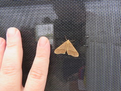Erannis tiliaria