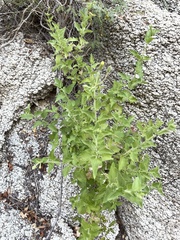 Brickellia peninsularis