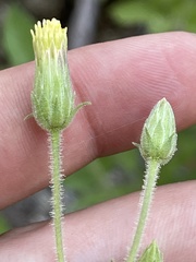 Brickellia peninsularis