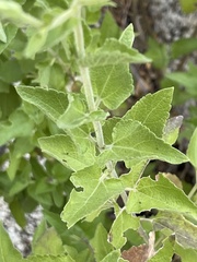 Brickellia peninsularis