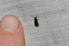 Lecithocera terrigena