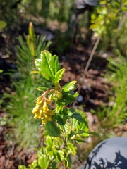 Ribes punctatum