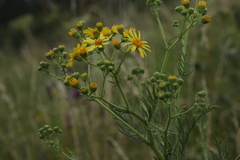 Jacobaea erucifolia