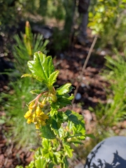 Ribes punctatum