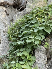 Ipomoea scopulorum