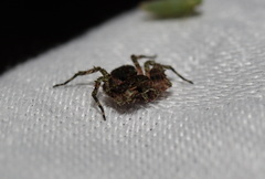 Stephanopis carcinoides