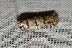 Scatochresis episema