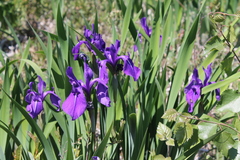 Iris laevigata