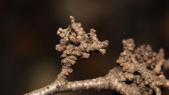 Eriophyes betulae