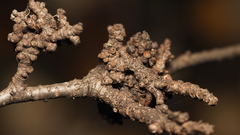 Eriophyes betulae