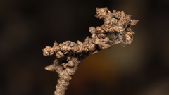 Eriophyes betulae