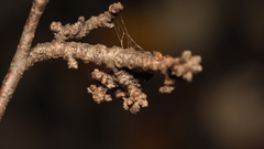 Eriophyes betulae
