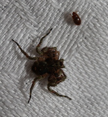 Stephanopis carcinoides