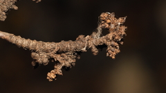 Eriophyes betulae