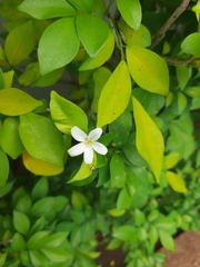 Murraya paniculata