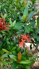 Ixora coccinea