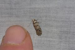 Scatochresis episema