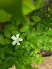 Murraya paniculata