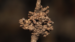 Eriophyes betulae
