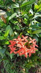 Ixora coccinea