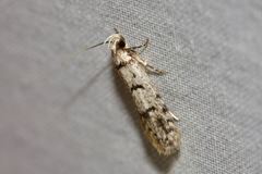Scatochresis episema