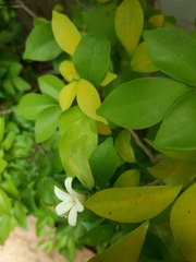 Murraya paniculata