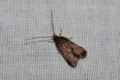 Lecithocera terrigena