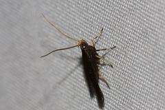 Lecithocera terrigena